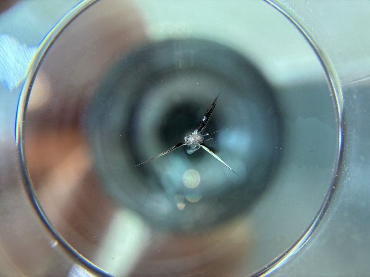 フロントガラスの飛び石傷の放置は危険・・・ | 東京都板橋区のデント