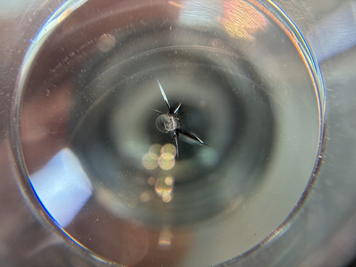 フロントガラスの飛び石傷は早めの修理がお勧めです。