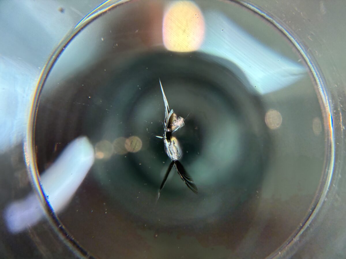 ジープラングラー　フロントガラスに飛び石による傷の修理