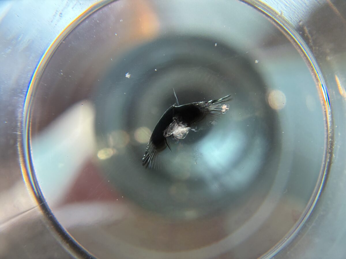 ローバーミニのフロントガラスに飛び石被害